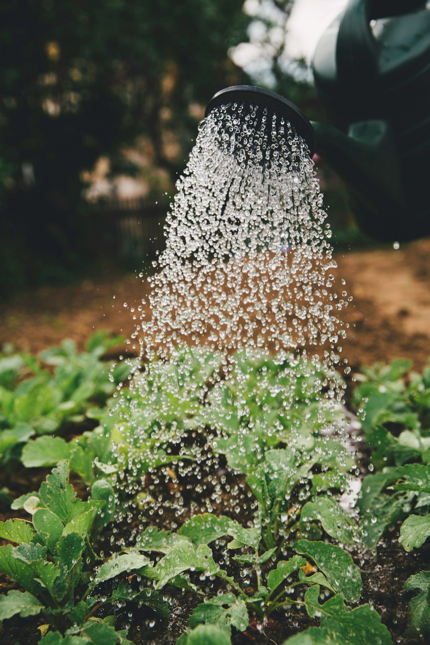 How Music Enhances Your Gardening Experience