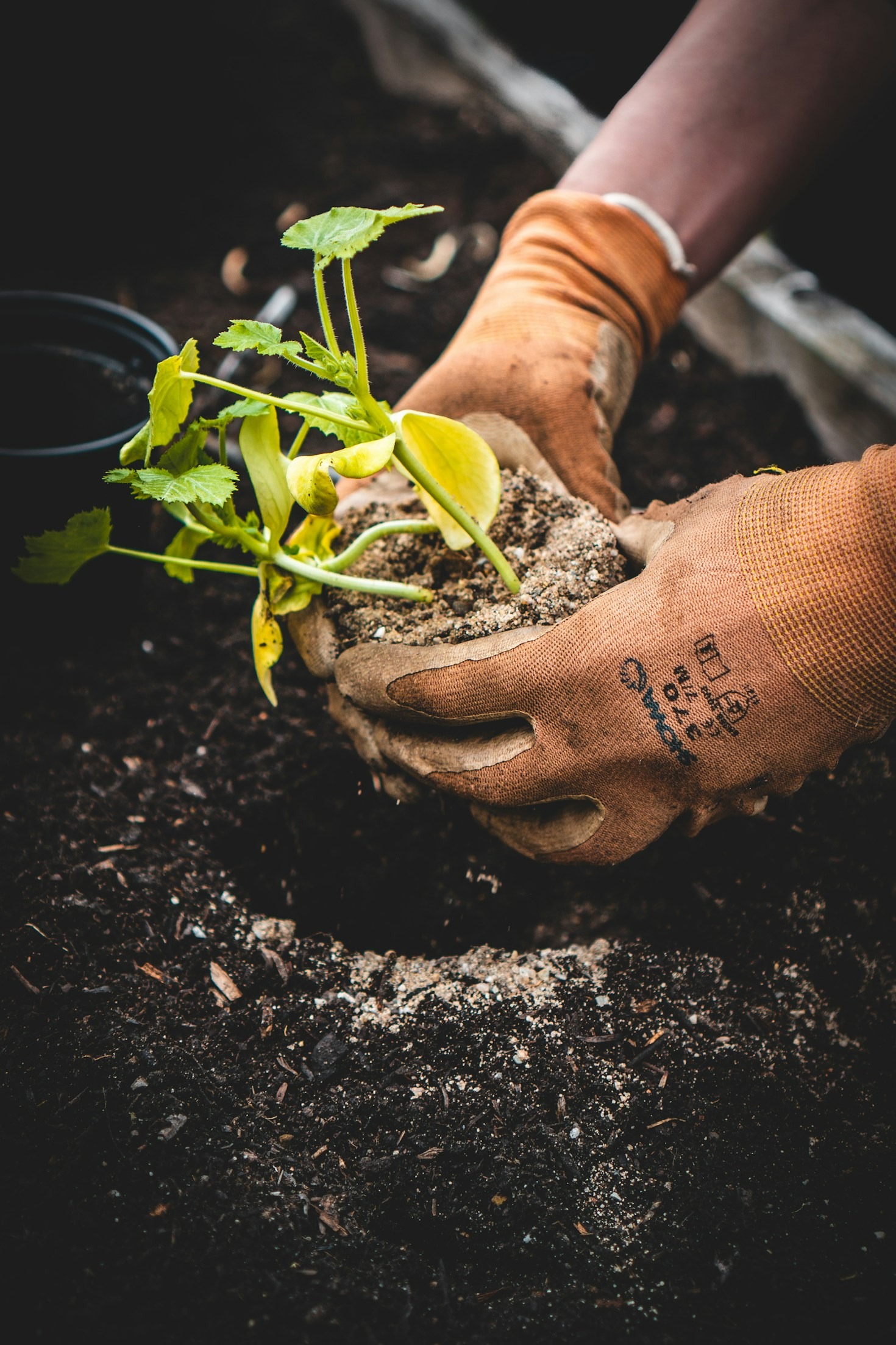 The Synergy of Sound and Soil