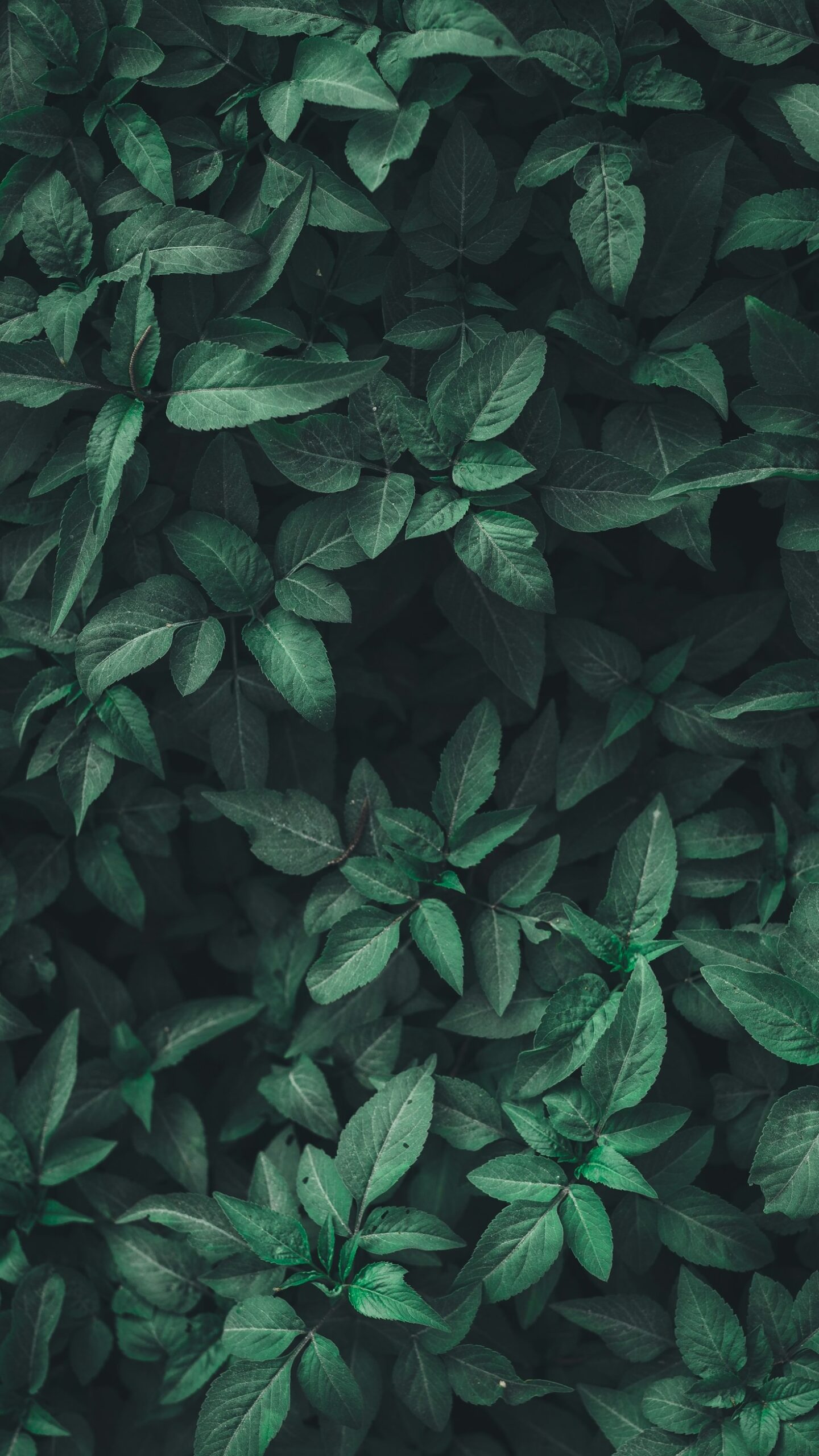 Creating Ambient Gardens with Music