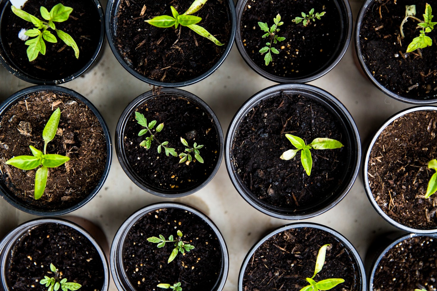 Top Tips for a Musical Gardening Journey